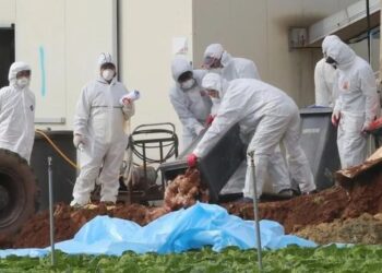 Arsip - Petugas kesehatan mengubur ayam di peternakan unggas tempat virus flu burung H5N6 yang sangat patogen menyebar di Haenam, Korea Selatan, (17/11/2016) lalu. (Foto: Ant./Yonhap/via REUTERS/as).