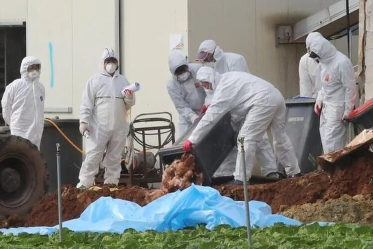 Arsip - Petugas kesehatan mengubur ayam di peternakan unggas tempat virus flu burung H5N6 yang sangat patogen menyebar di Haenam, Korea Selatan, (17/11/2016) lalu. (Foto: Ant./Yonhap/via REUTERS/as).