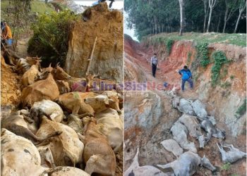 Puluhan lembu masyarakat yang mati diduga diracun. (mass)