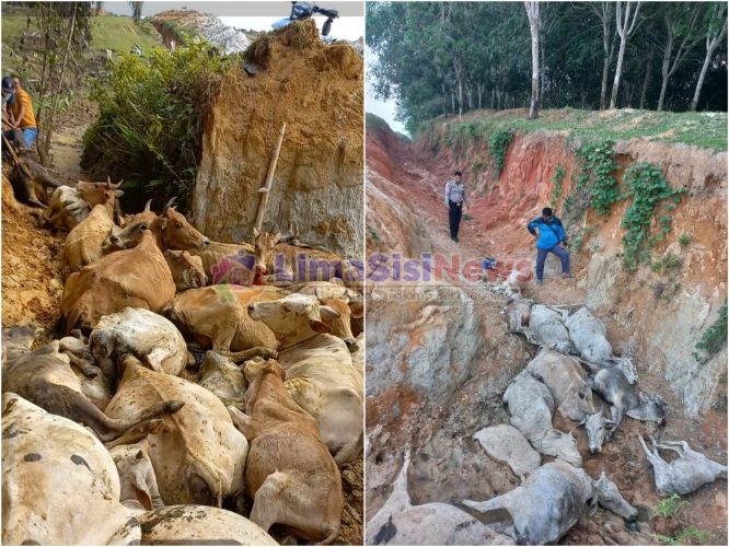 Puluhan lembu masyarakat yang mati diduga diracun. (mass)