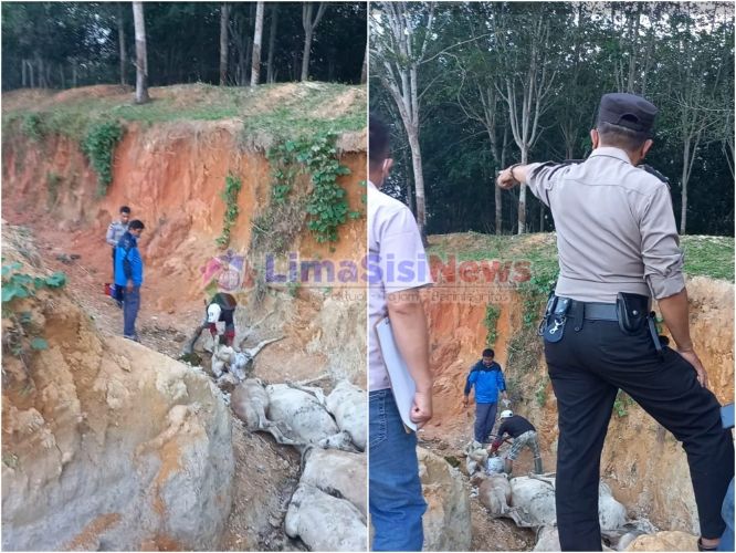 Lembu-lembu masyarakat yang mati diduga diracun. (mass)